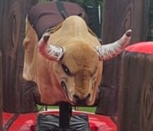 bull